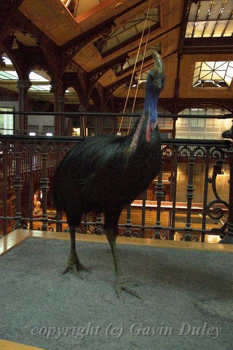 Cassowary, Museum of Natural History IMGP1128.jpg